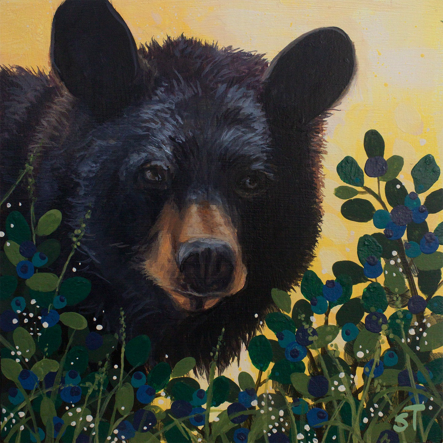 Black Bear - Fine Art Prints - Wall Art
