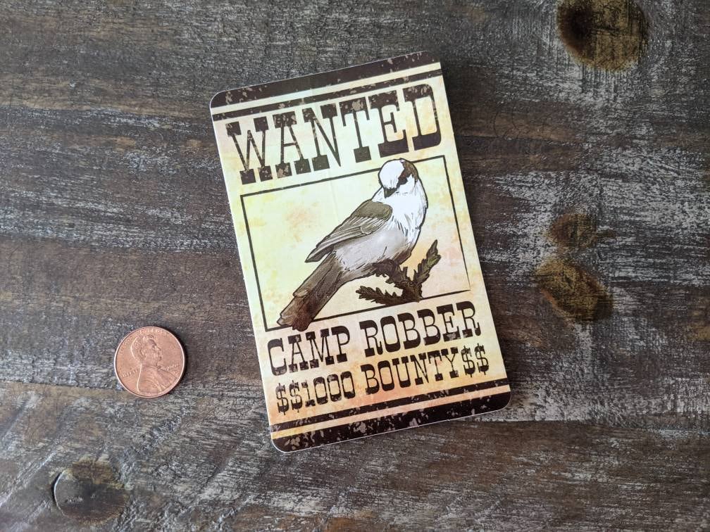 “Wanted, camp robber" Gray Jay vinyl sticker shown next to a penny for size reference on a wooden surface.