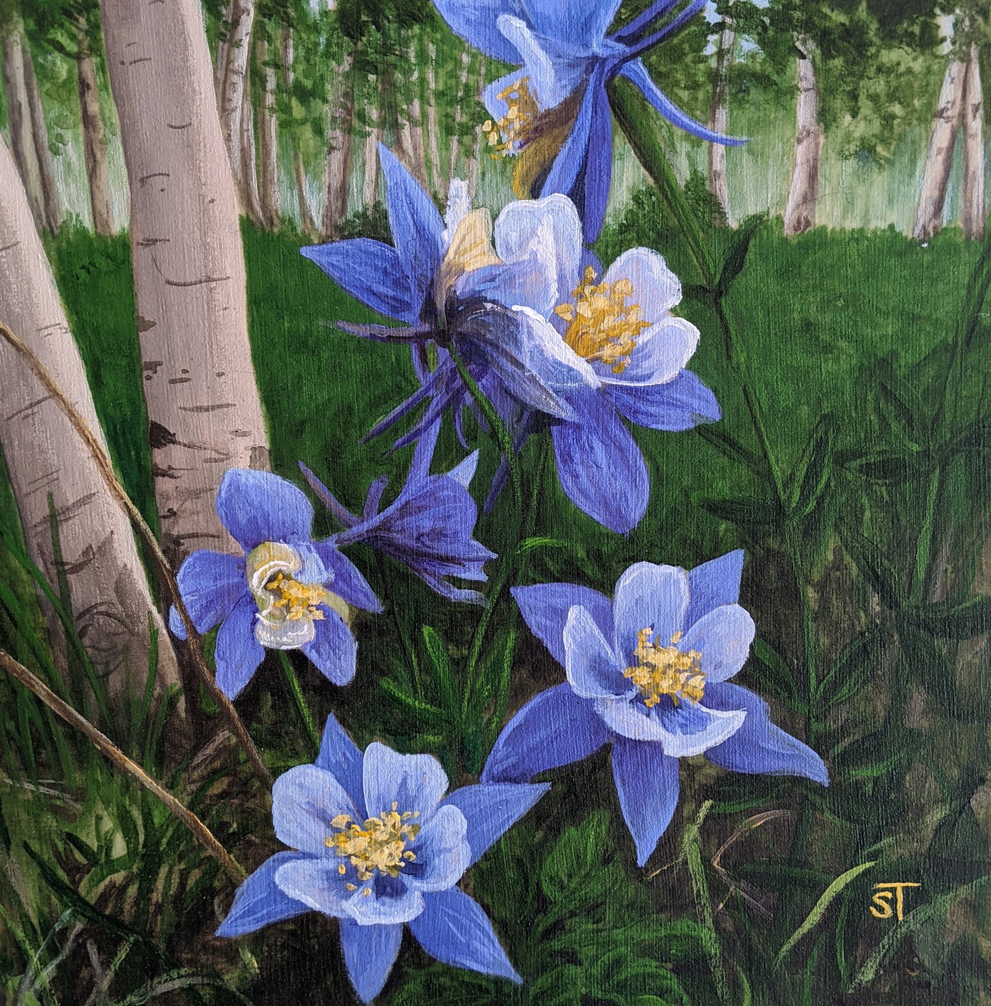 Original floral painting of blue wild columbine flowers growing among green grass and slender tree trunks in a mountain forest.